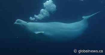 Ottawa endorses plan to send Marineland’s belugas to U.S., Spain