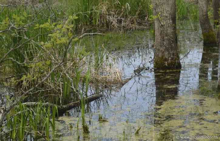 Quinte Field Naturalists invite youth to attend Mother Earth Summit