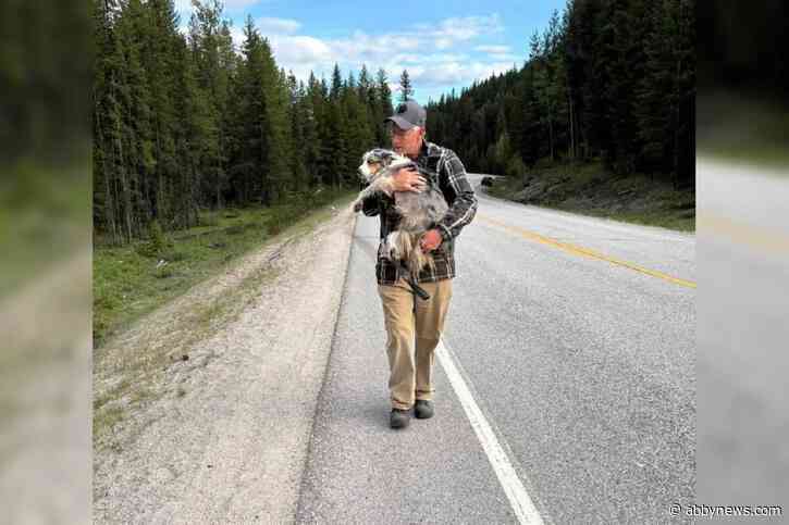 ‘Used to bring a family back together’: B.C. SAR volunteer finds missing dog after 4 days