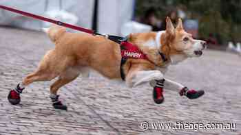 Barking mad: Pin pulled on Fed Square paw patrol that warded off flying chip thieves