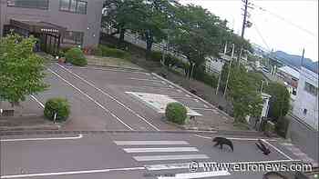 Moment bear chases and attacks workers in Japan