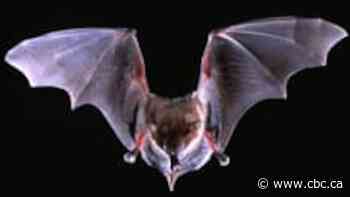 Bats in Haldimand-Norfolk, Hamilton test positive for rabies, public health says