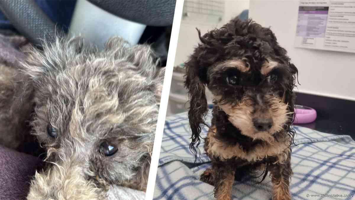 Plea for information after two badly neglected dogs found in rural Northumberland