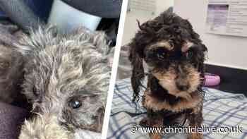 Plea for information after two badly neglected dogs found in rural Northumberland