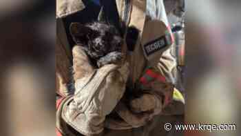 San Juan Co. Fire & Rescue asks public for help with naming rescued cat