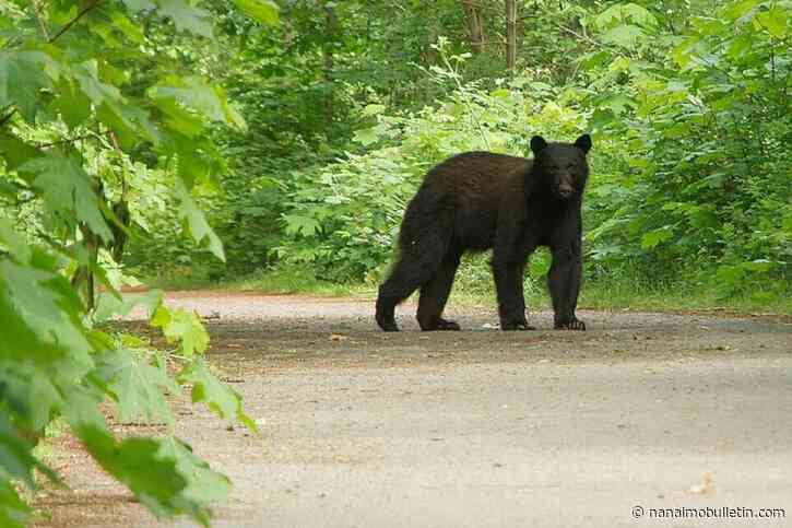 Aggressive bear complaints leads to closure of section of Westwood Lake trail
