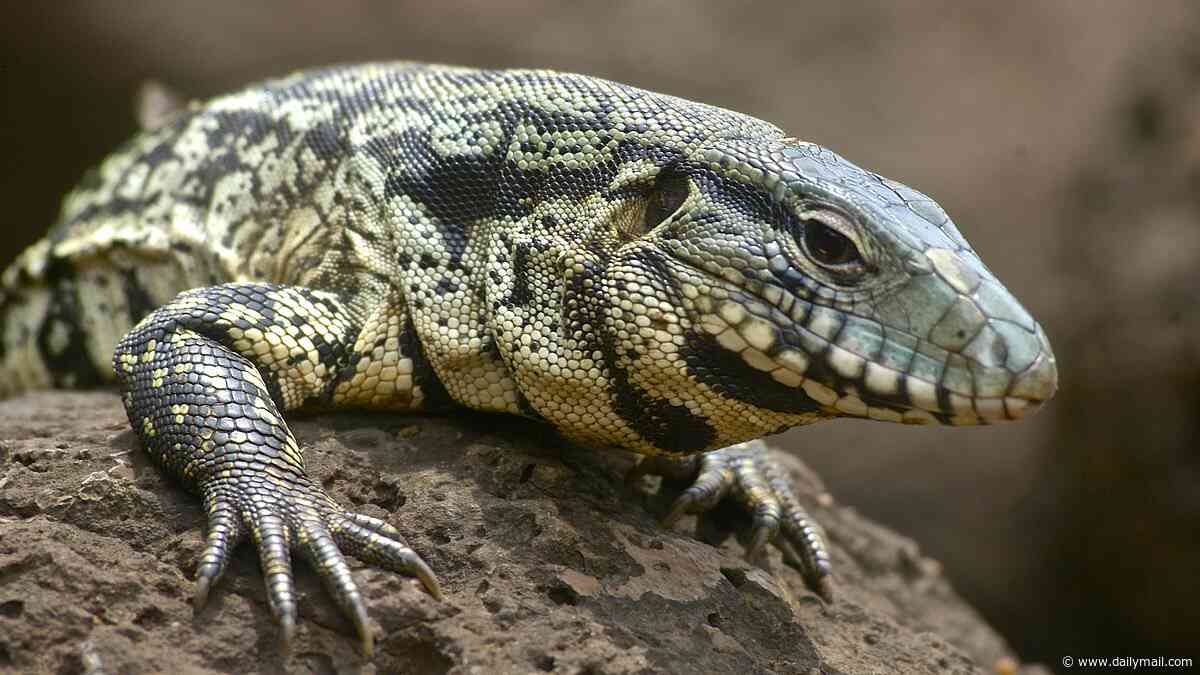 Americans urged to KILL four-foot lizards terrorizing the nation