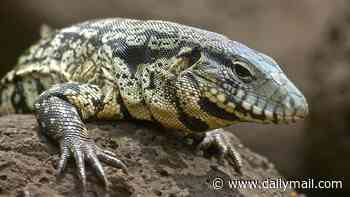 Americans urged to KILL four-foot lizards terrorizing the nation