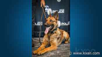 Central Texas law enforcement agencies keep adding K9 officers; Kyle PD just got its first