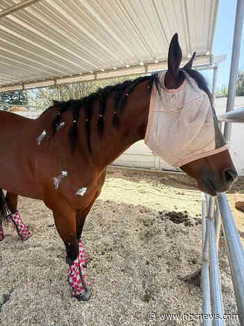 Teen accused of stabbing horses at Las Vegas race was ‘stalker,’ rodeo rider says