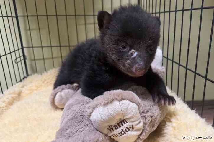 Kamloops area cub’s tragic end tempered by rescue of 3 orphaned bears