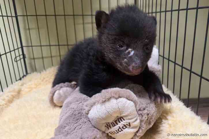 Kamloops area cub’s tragic end tempered by rescue of 3 orphaned bears
