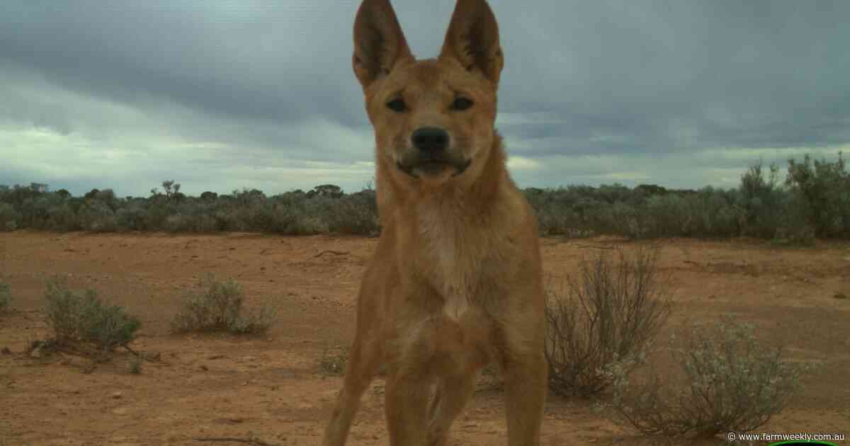 WA's war against wild dogs is being lost in red tape and bureaucracy