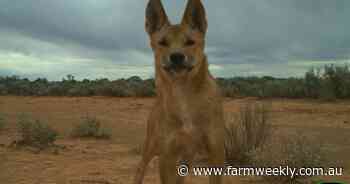 WA's war against wild dogs is being lost in red tape and bureaucracy