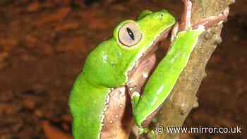 MPs warned about deadly ‘frog poison’ skin cream being sold into Britain