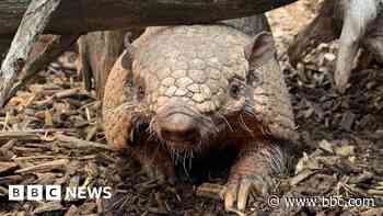 Tributes after zoo's 19-year-old armadillo dies