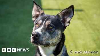 'Underdogs' struggling to find forever homes