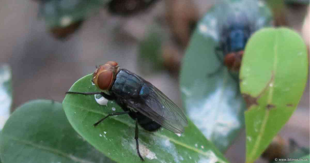 US Agriculture Threat: Flesh-Eating Screwworm Warning Shows It Could Devastate Live Stocks