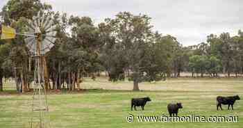 How rainfall and demand have flipped the script on cattle market dynamics