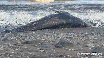Emaciated grey whales washing up on B.C. beaches 'canary in coal mine,' researcher warns
