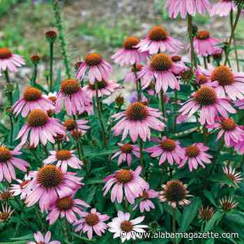 Southern Gardening Potpourri for June