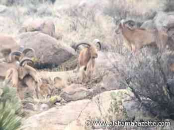 How early herdsman created the modern sheep from the mouflon