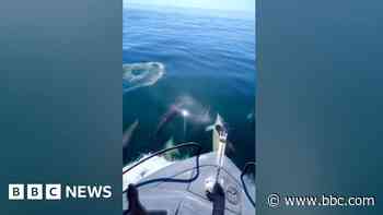 Angler's surprise encounter with pod of dolphins off Welsh coast