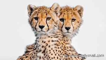Spot the difference! Cheetah cubs are snapped hunting with their mother