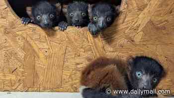 Quad almighty! Critically endangered lemur welcomes four healthy pups in boost for species