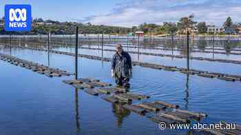 Far South Coast breaks records in oyster growing turnaround