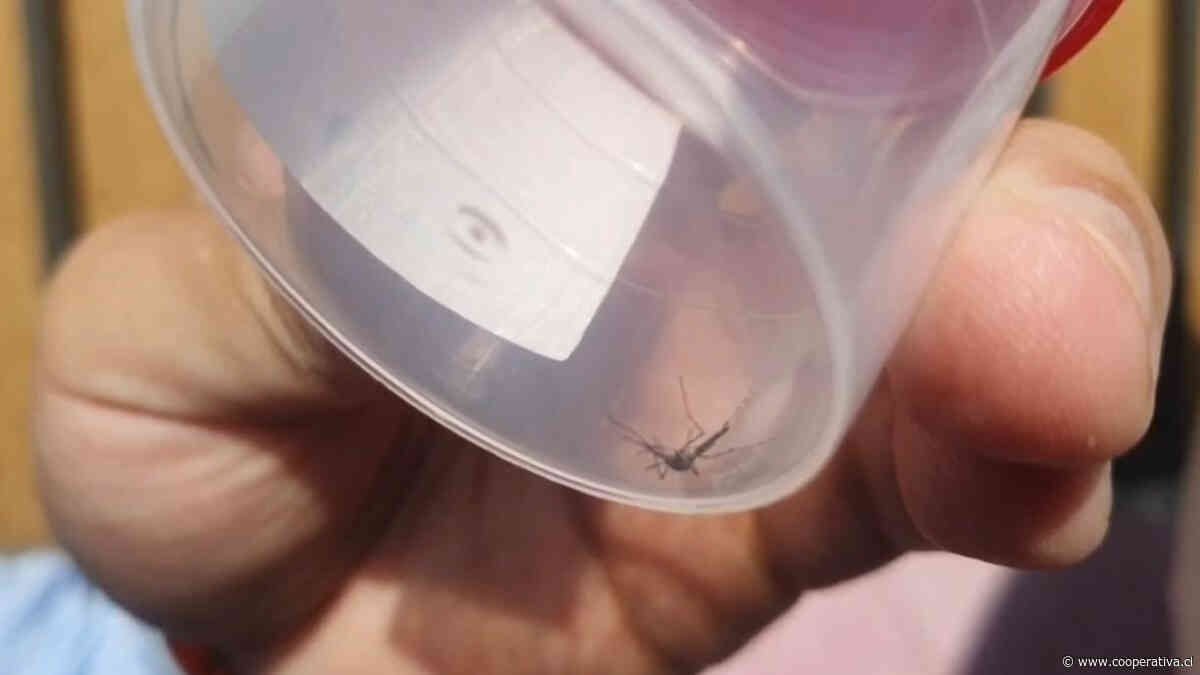 Fumigan sector de Antofagasta afectado por mosquitos transmisores del dengue