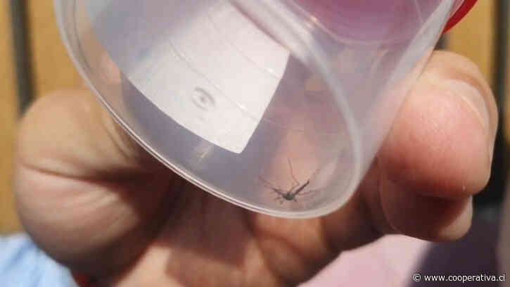 Fumigan sector de Antofagasta afectado por mosquitos transmisores del dengue