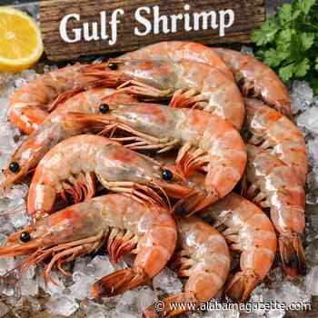 Alabama State Waters to Open for Shrimping on June 1