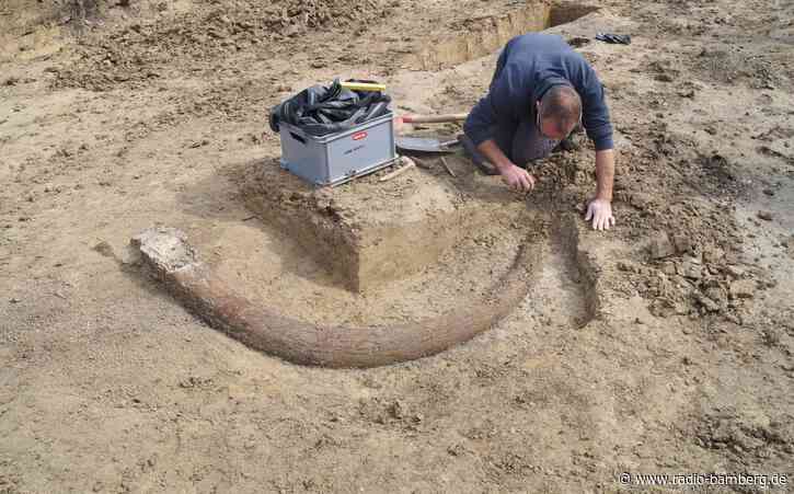 Schnittspur am Knochen: Steinzeitmenschen verzehrten Mammut