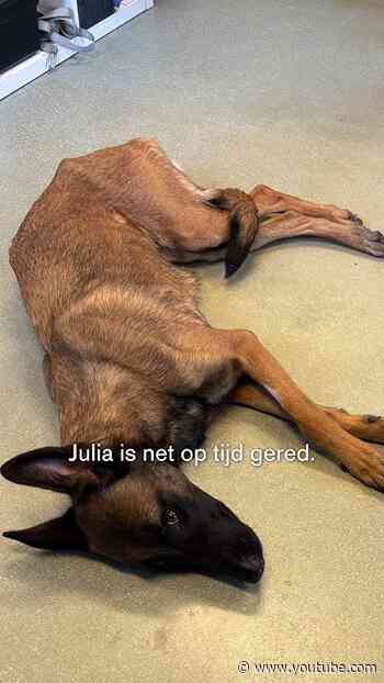 Het verhaal van Julia ❤️