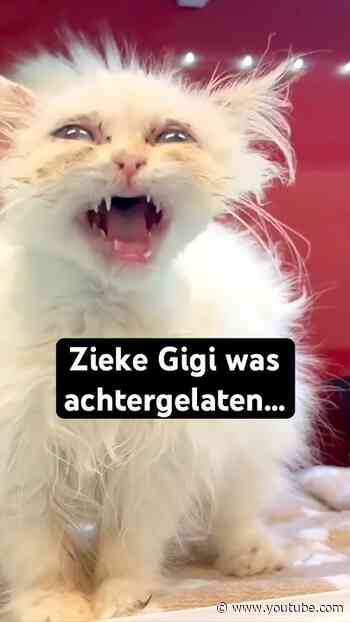 4.000 kittens op straat gevonden...💔🐾