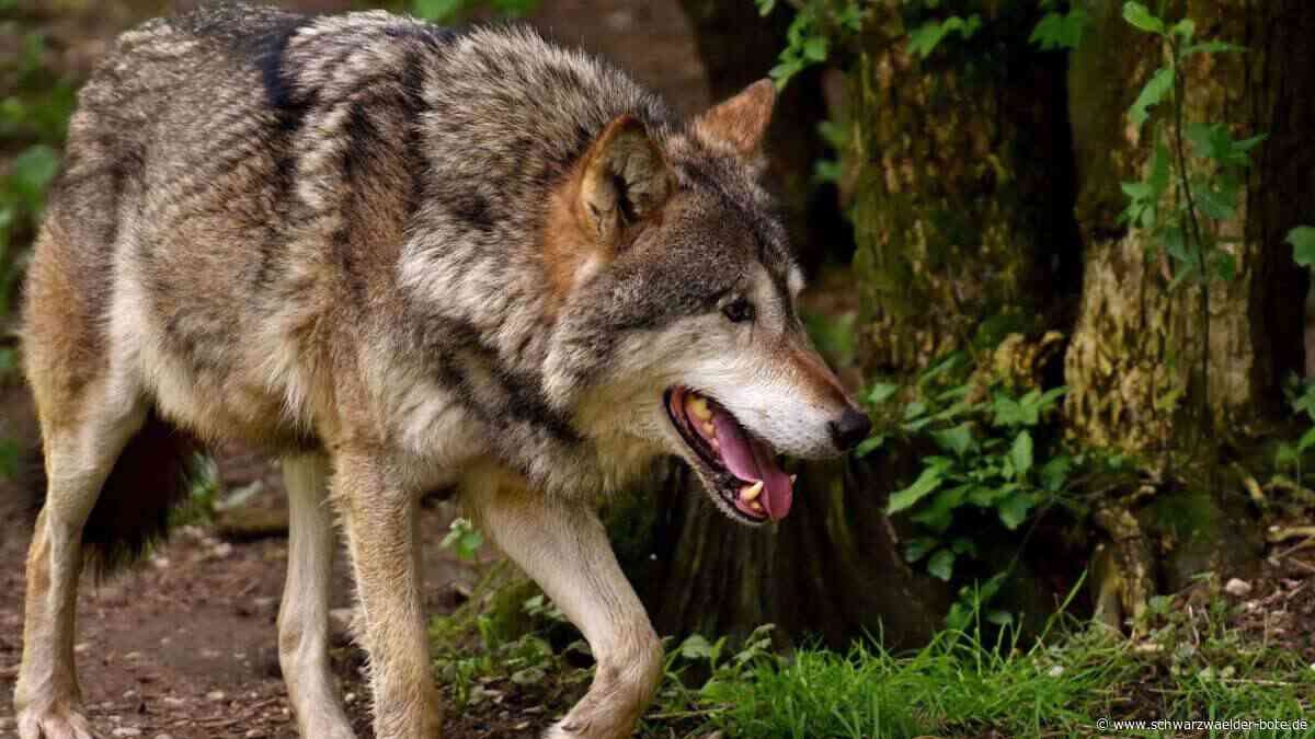 Totes Schaf im Eschachtal: Zum Wolfsverdacht in Rottweil liegt jetzt das Untersuchungsergebnis vor