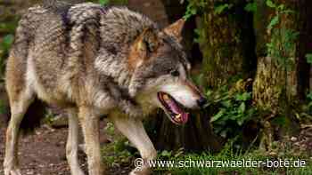 Totes Schaf im Eschachtal: Zum Wolfsverdacht in Rottweil liegt jetzt das Untersuchungsergebnis vor