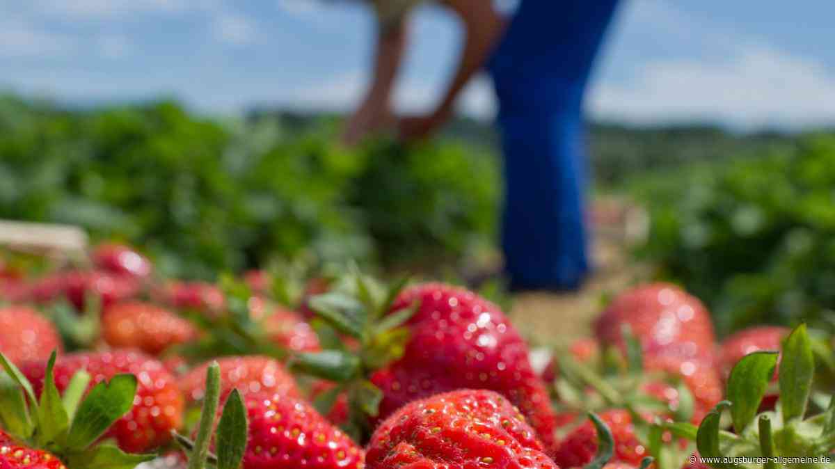 Erdbeeren selbst pflücken: Diese Felder haben im Raum Augsburg geöffnet