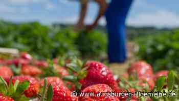 Erdbeeren selbst pflücken: Diese Felder haben im Raum Augsburg geöffnet