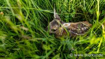 „Atemberaubend“: Wildtierfotograf erlebt Rehgeburt aus der Luft – auf einer Wiese vor der Mahd