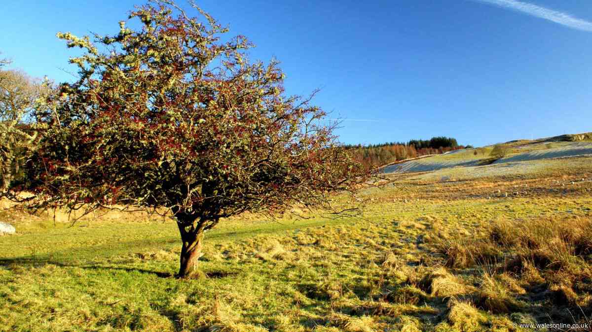 Sunny days are here to stay in Wales according to sign we've all seen in nature