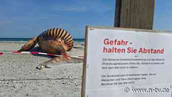 Interessierte können zusehen: Forscher obduzieren Kadaver von Buckelwal am Strand