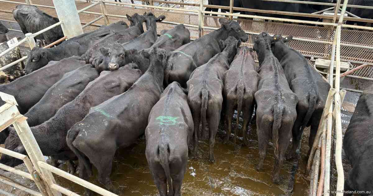 Herd building: cattle head back into the district as rain lures restockers