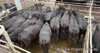 Herd building: cattle head back into the district as rain lures restockers