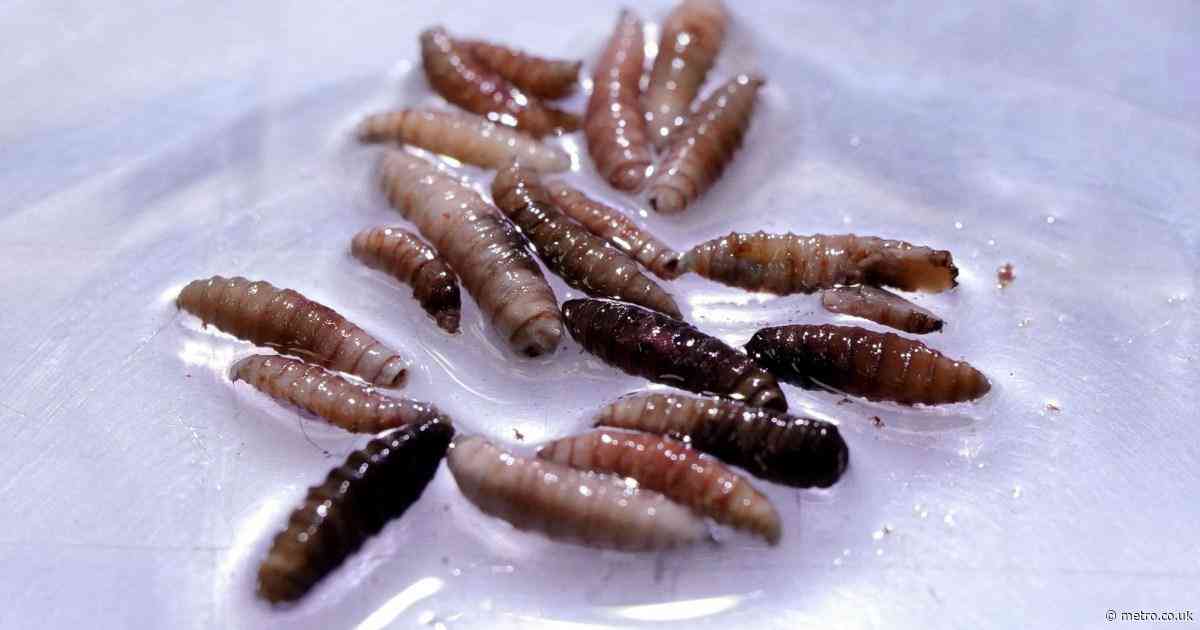 Flesh-eating parasite that can infest humans and animals found in the US