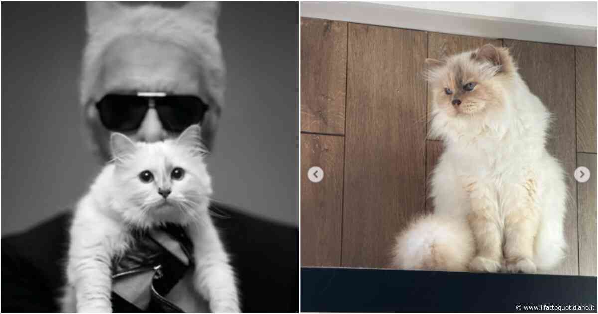 “Non abbiamo ricevuto nulla”. Choupette, la gatta ereditiera di Karl Lagerfeld non ha visto ancora un centesimo dell’eredità da 1,5 milioni dello stilista: ecco perché