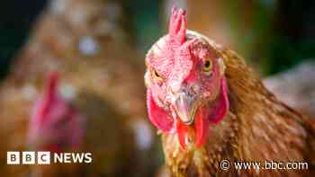Chicken factory farm opposed over foul smell fears