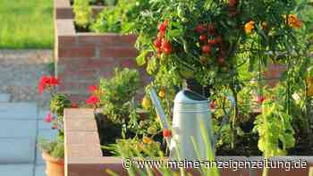 Der richtige Zeitpunkt zum Gießen: So verhindern Sie Mehltau-Befall bei Tomaten