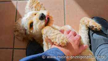 4 Hinweise darauf, dass dein Hund im Moment das beste Leben führt